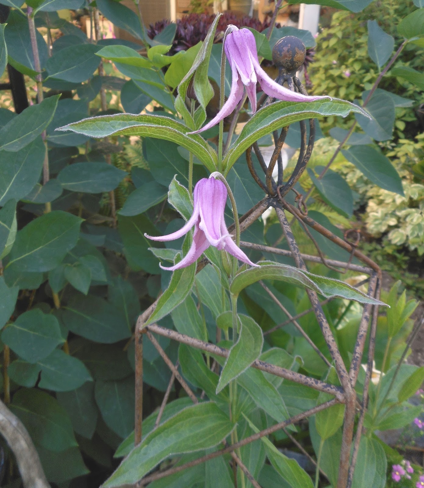Gardening With Grace: CLEMATIS